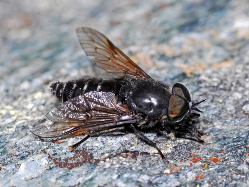 Tabanidae ID